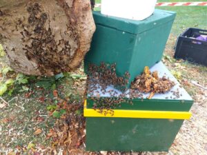 Bijen in een kast laten lopen