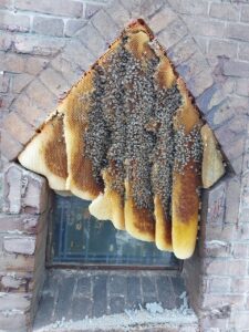 bijen in een nis Missiehuis Hoorn